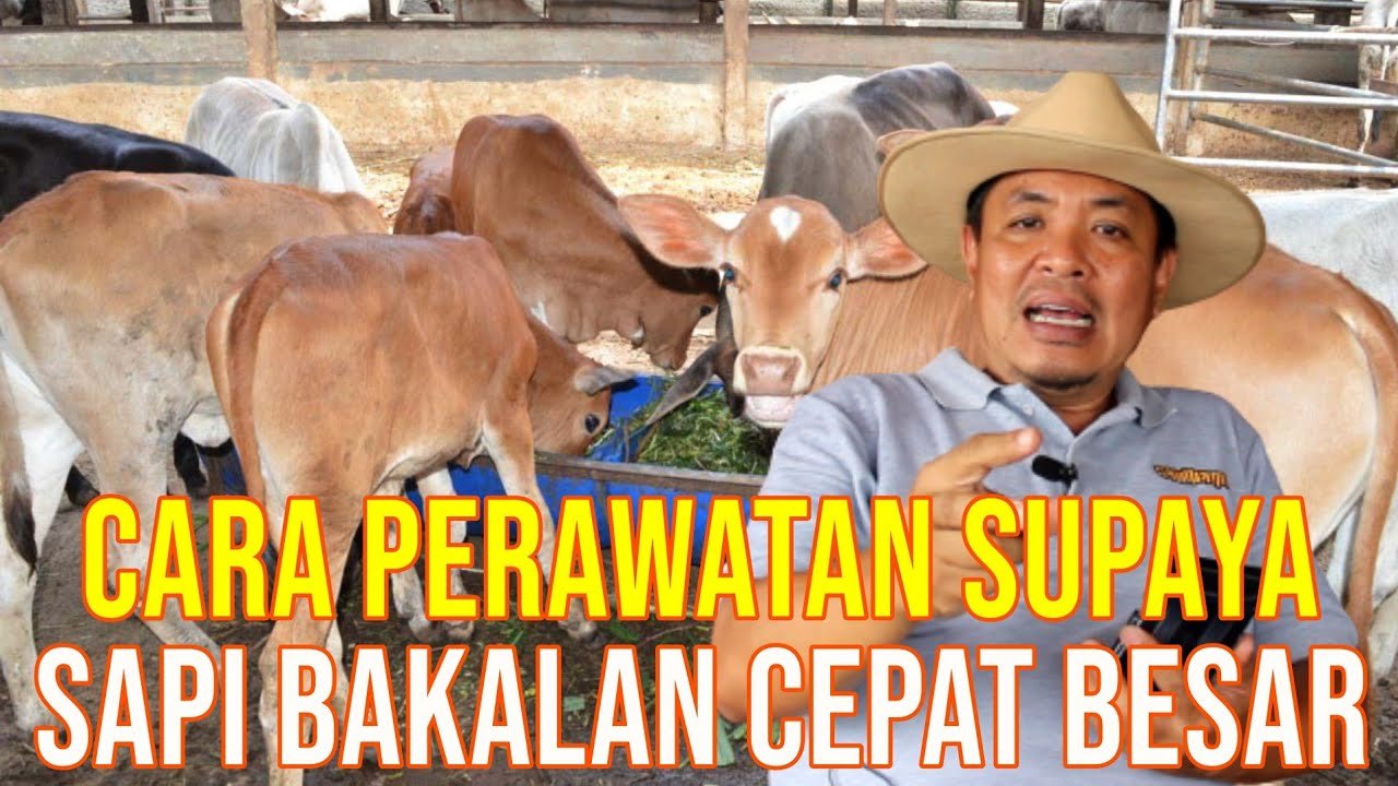 
                                 Beli-Bibit-Bakalan-Sapi-Terbaik-Diumur-Berapa
